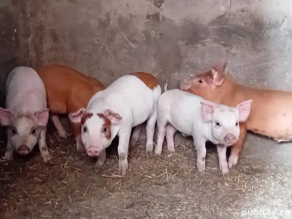 Vând purcei și porci rasă de carne la super ofertă, calitate superioară