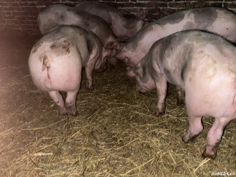 Vând porci, rasă pietrean 70 80 kg  