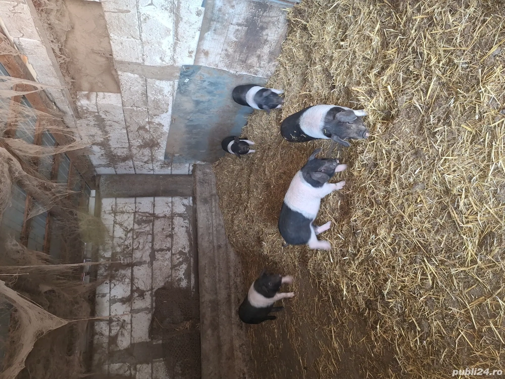 Vand purcei bazna rasa pura 