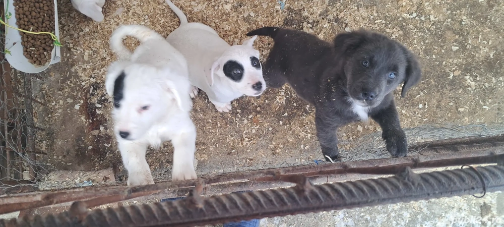 Donăm cățeluși drăgălași și jucăuși, talie medie, vârstă 2 luni