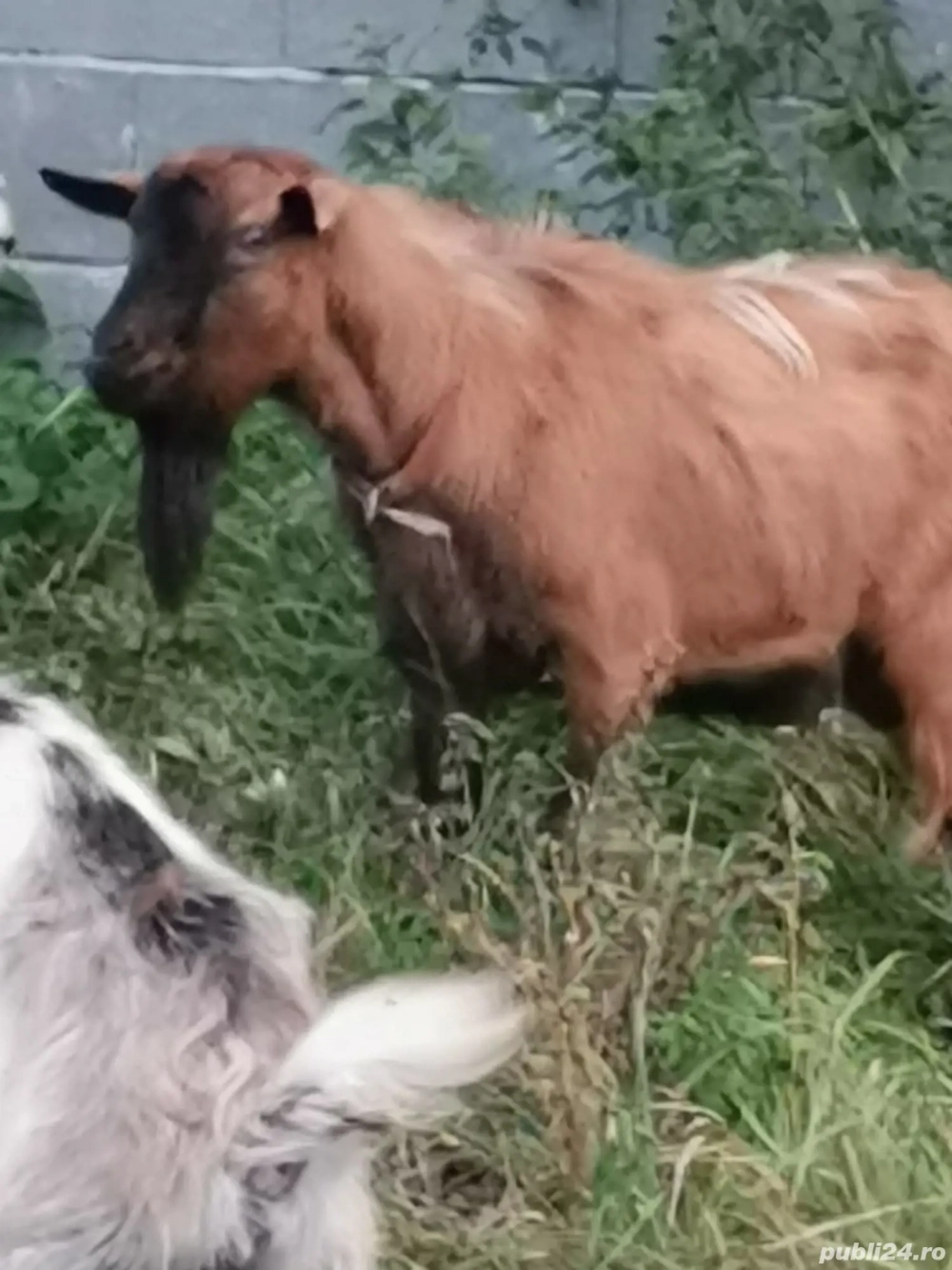 Vând două capre si un țap 