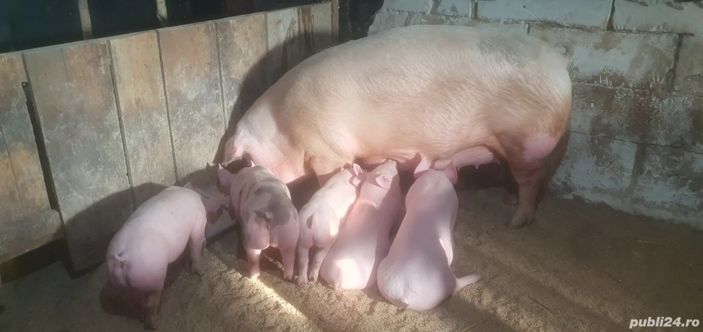 Scroafa de reproductie de vanzare 