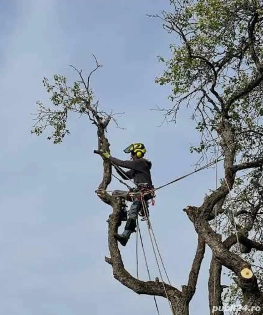 Toaletari si Debarasari