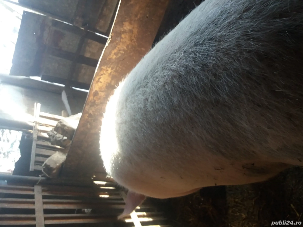 Scroafa gestanta a doua fatare