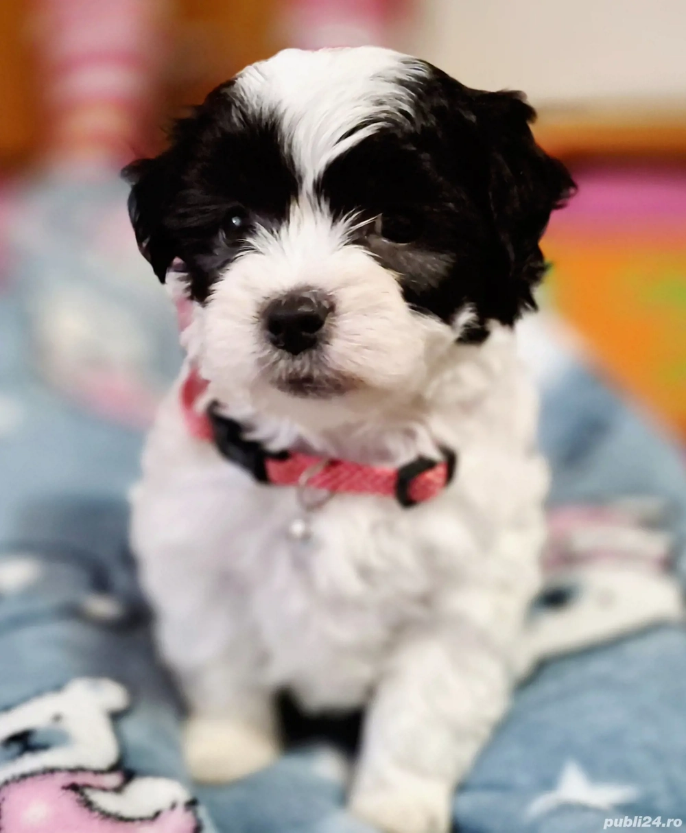 Shih tzu 3 luni 