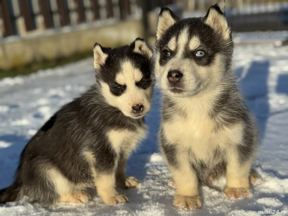 Pui căței husky siberian 