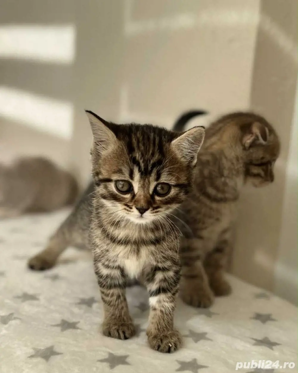 british shorthair brown