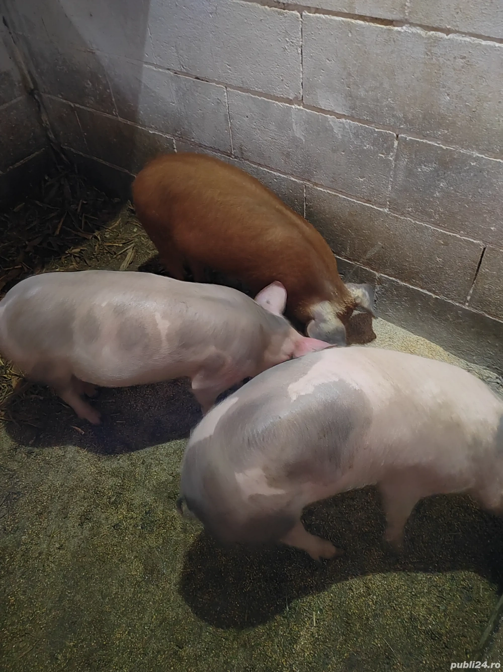 Vând 3 scrofite de 3,5 luni