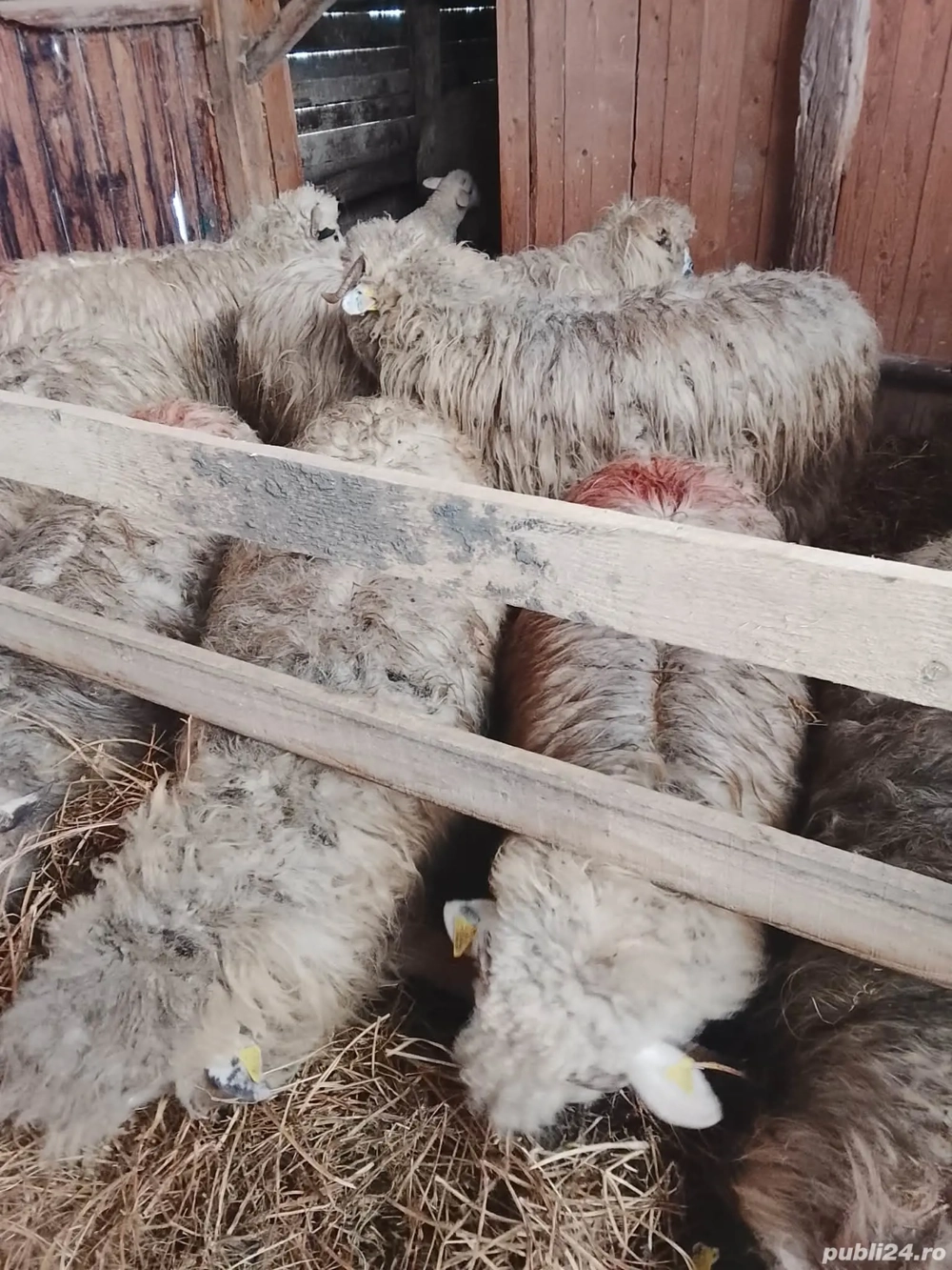 Schimb cu vaca sau cu viteii