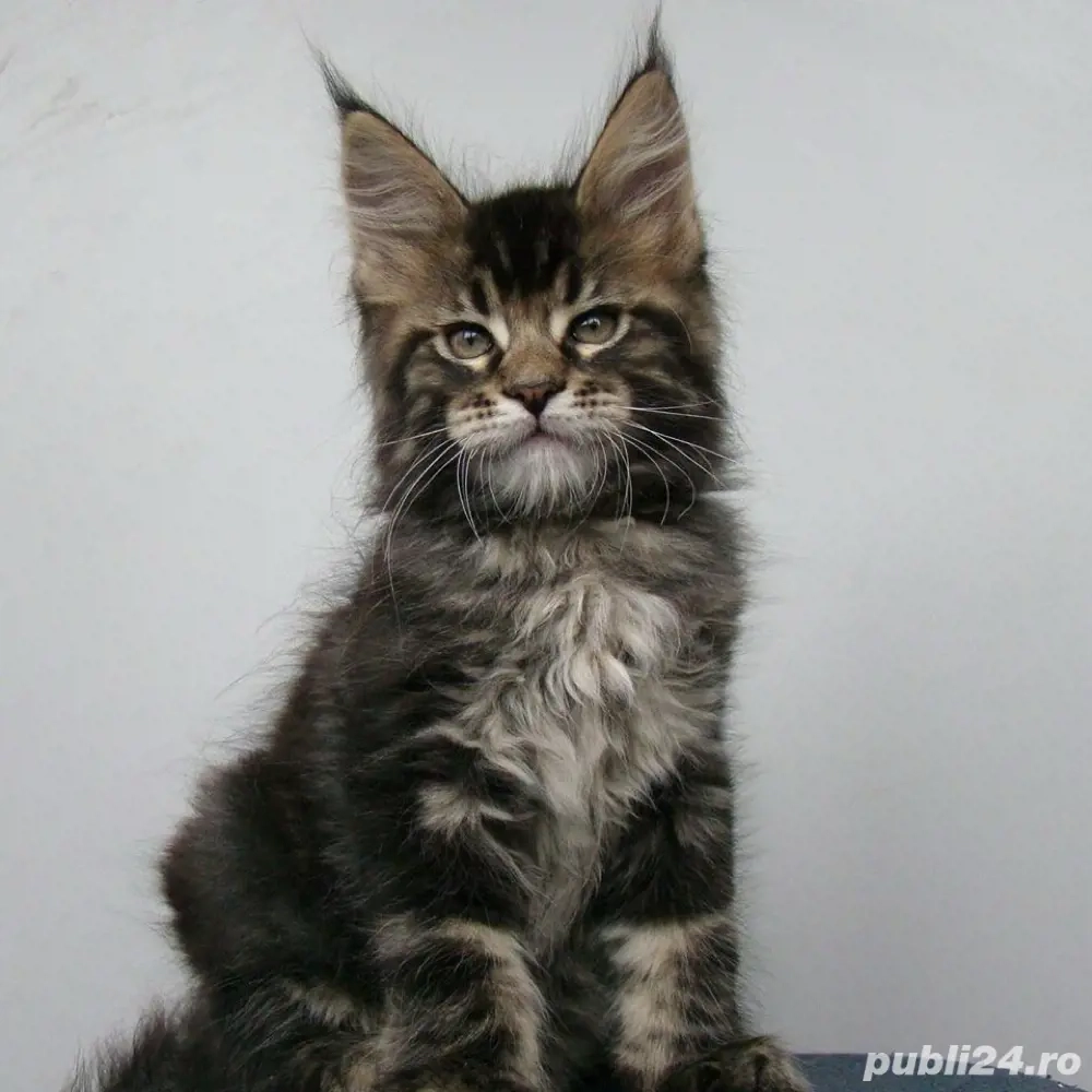 Maine coon puiuti superbi