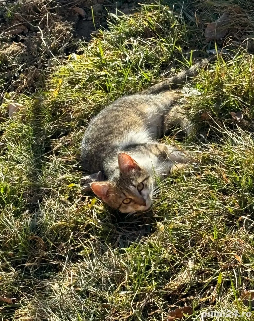 Donez doua pisici si un motan