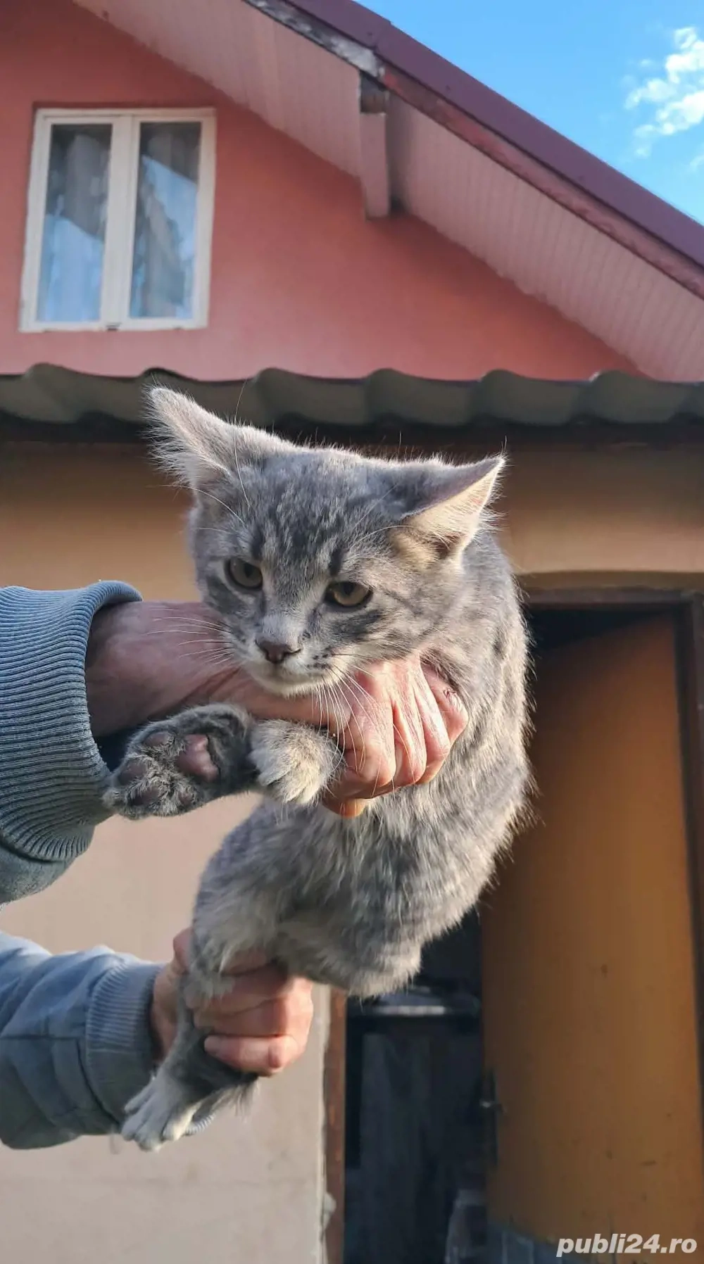 Donez un motan si o pisica 