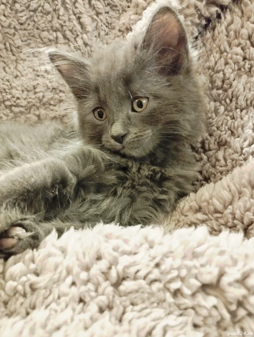 Ultimii doi fratiori irezistibili Scottish blue longhair isi asteapta Omul