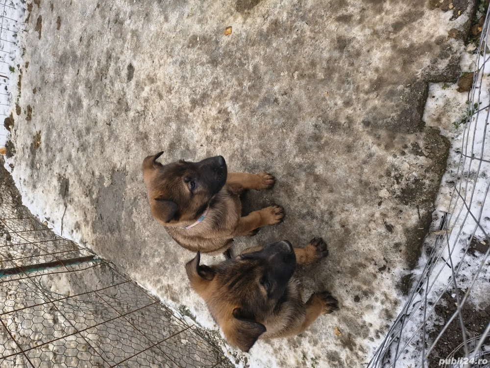 Malinois ciobanesc
