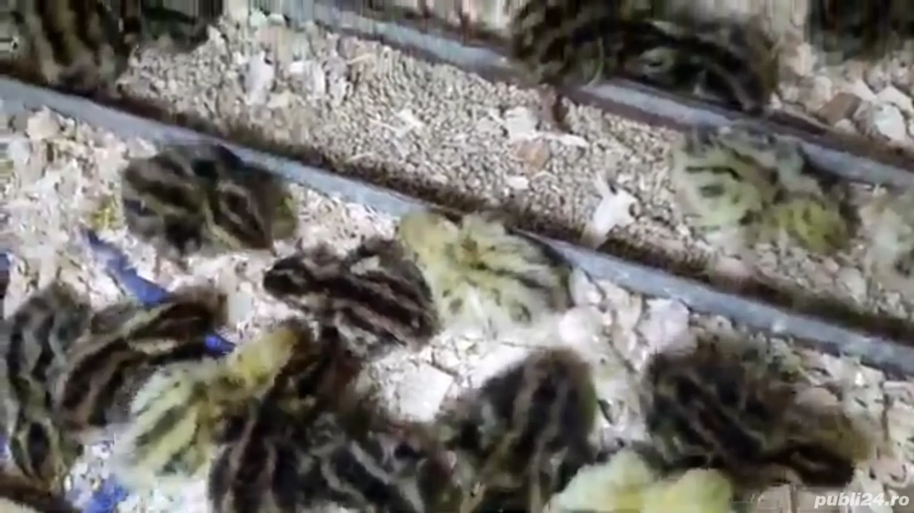 Vând pui prepeliță 