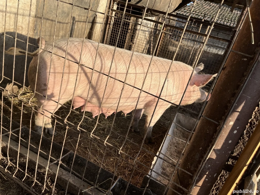 Vând o scroafa și o purcea 