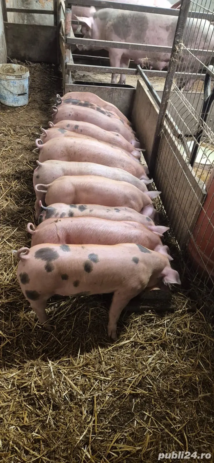 Purcei de vânzare 