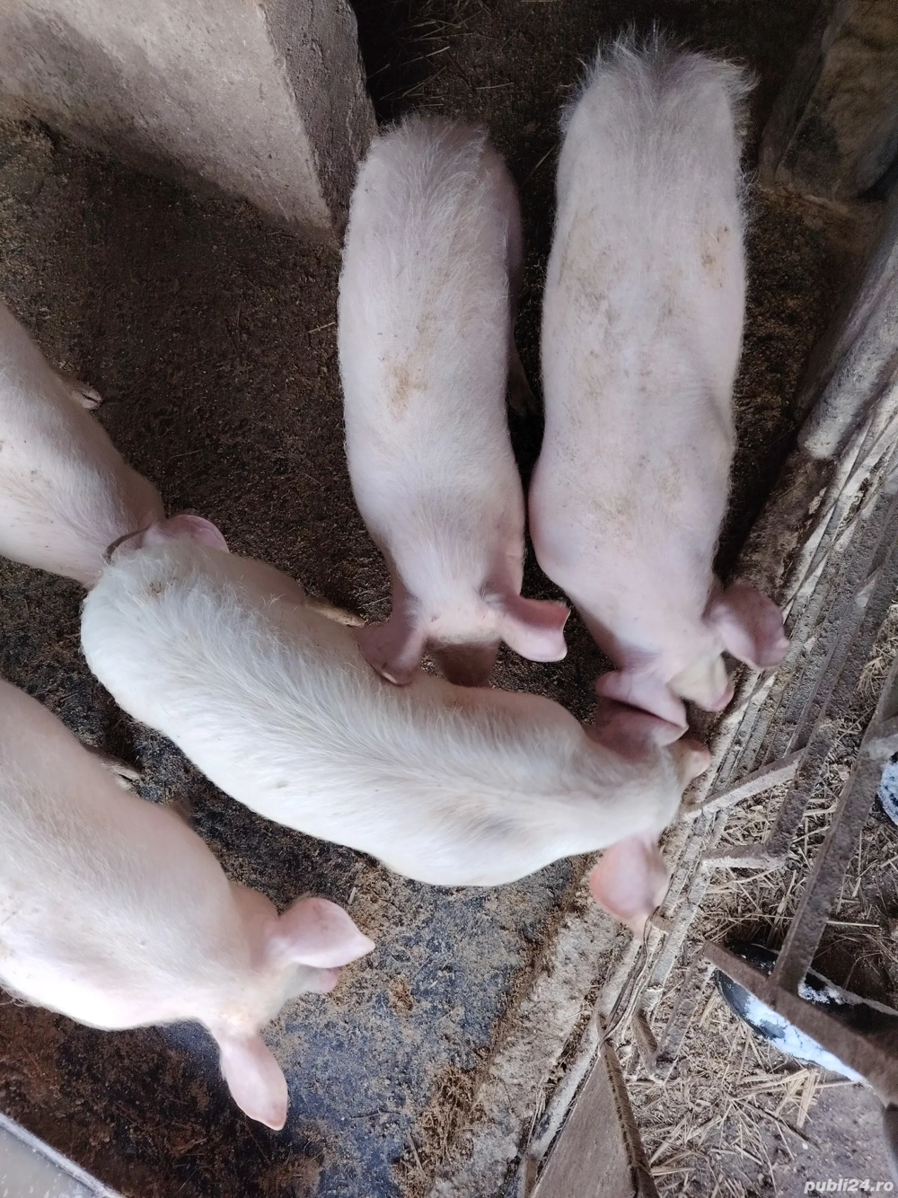 Vând 5 grasuni in jur 45,50 kg