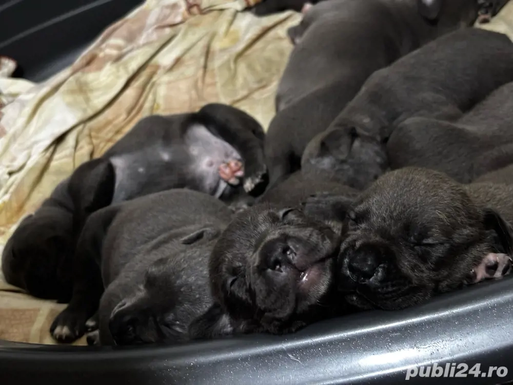 American Bully XL Blue-abkc- detin ambii parinti 