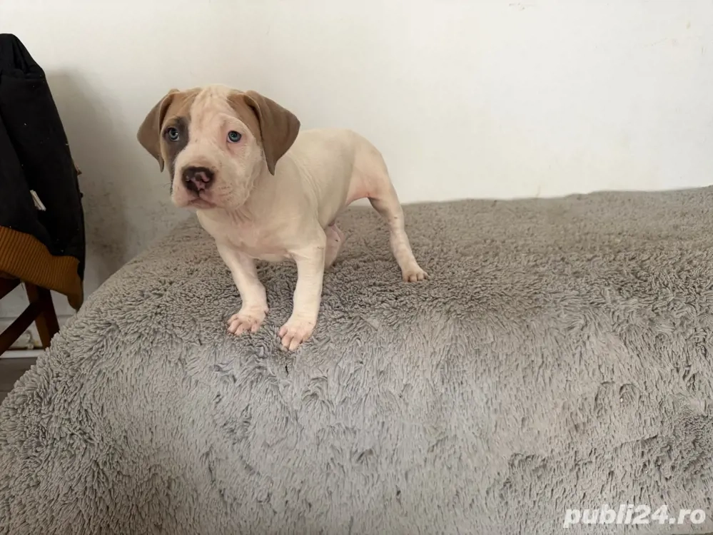  American Staffordshire Terrier