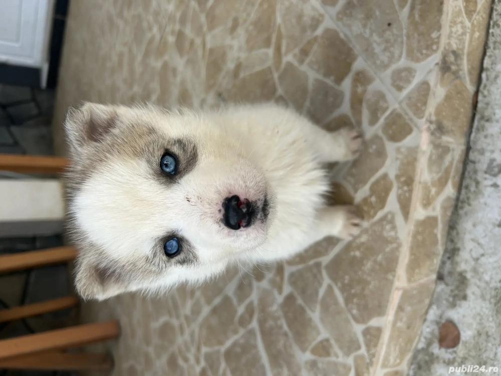 Cățeii husky de vanzare