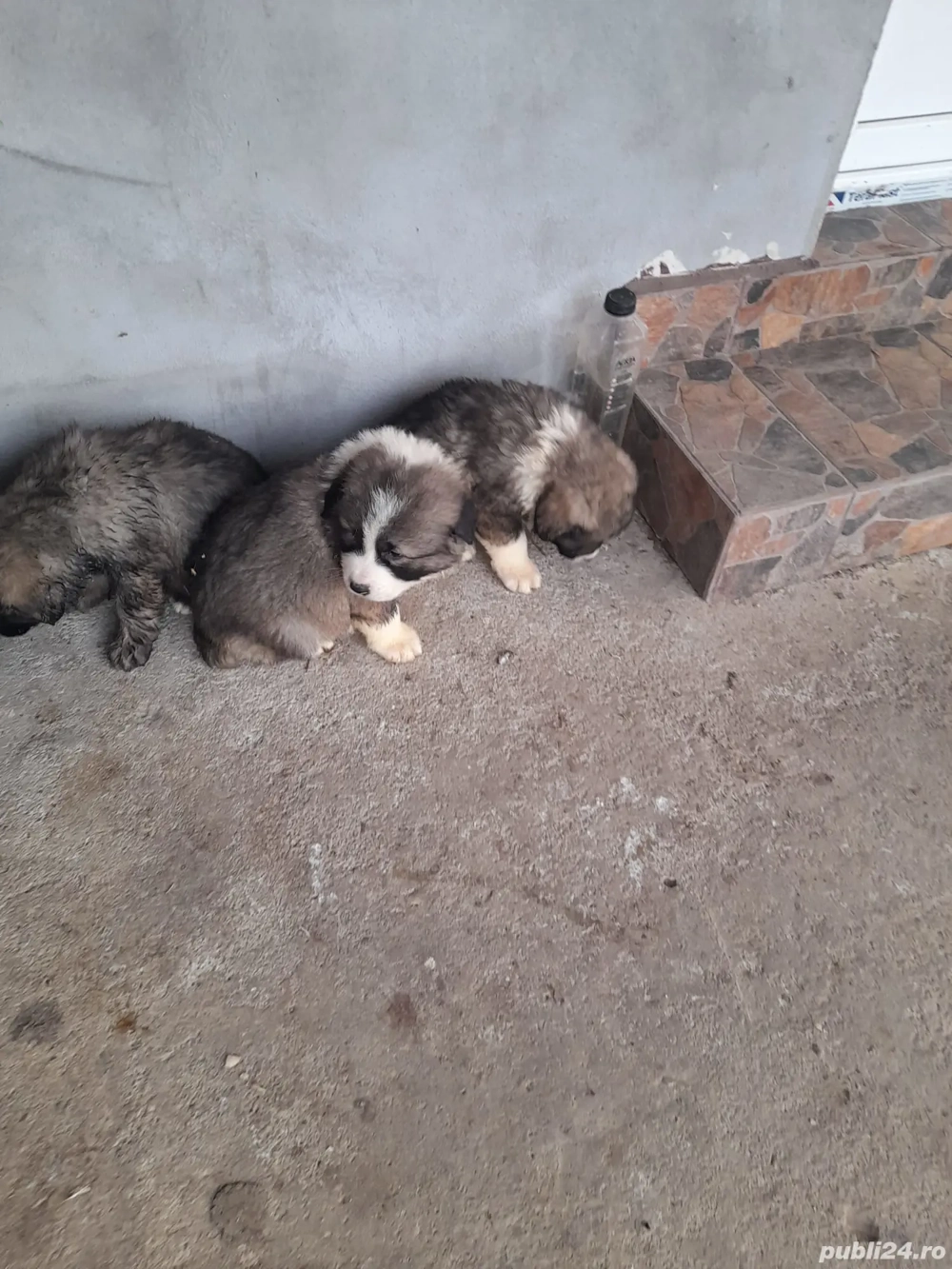 Vând pui de ciobanesc carpatin 