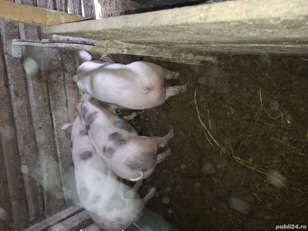 De vanzare rasa buna