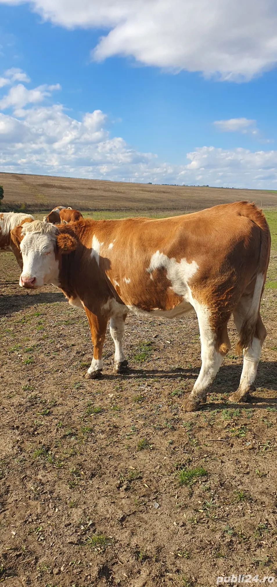 De vanzare juninci   vitele gestante