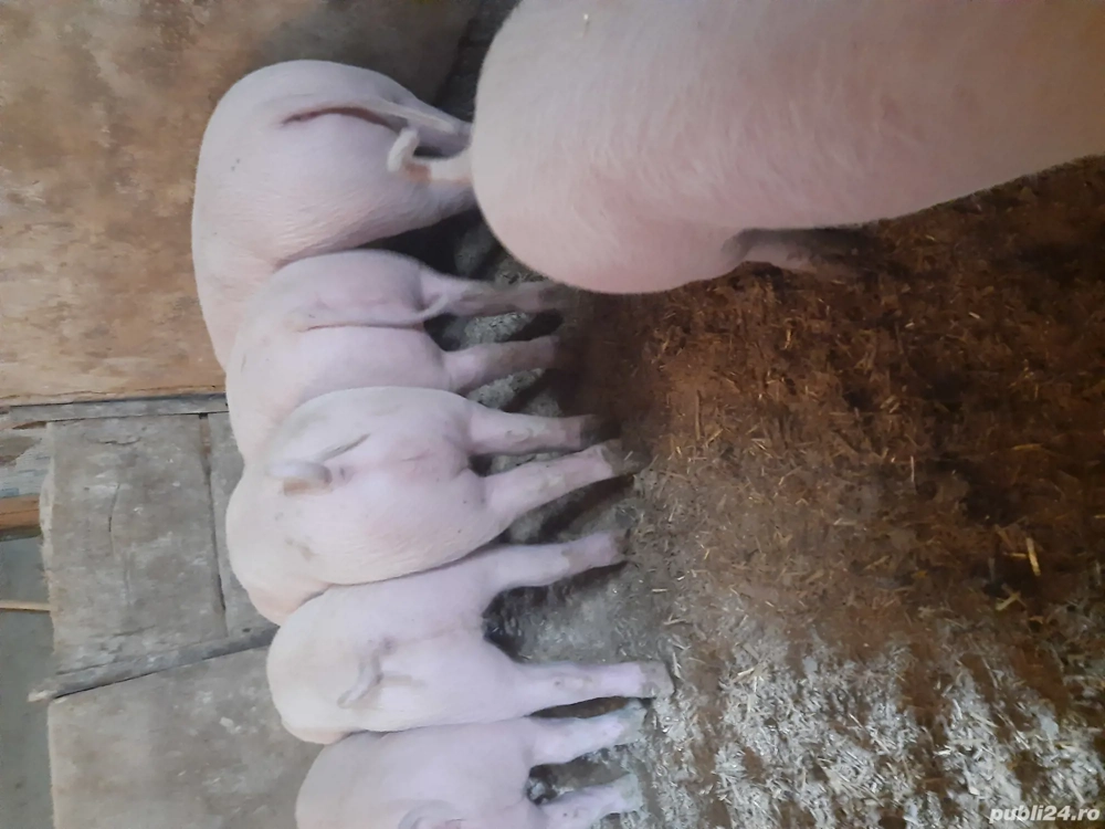 Vand purcei în Valea vinului 