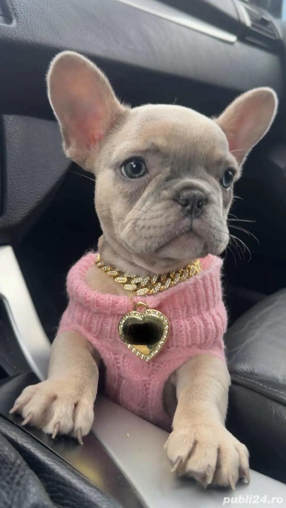 Bulldog francez femelă 