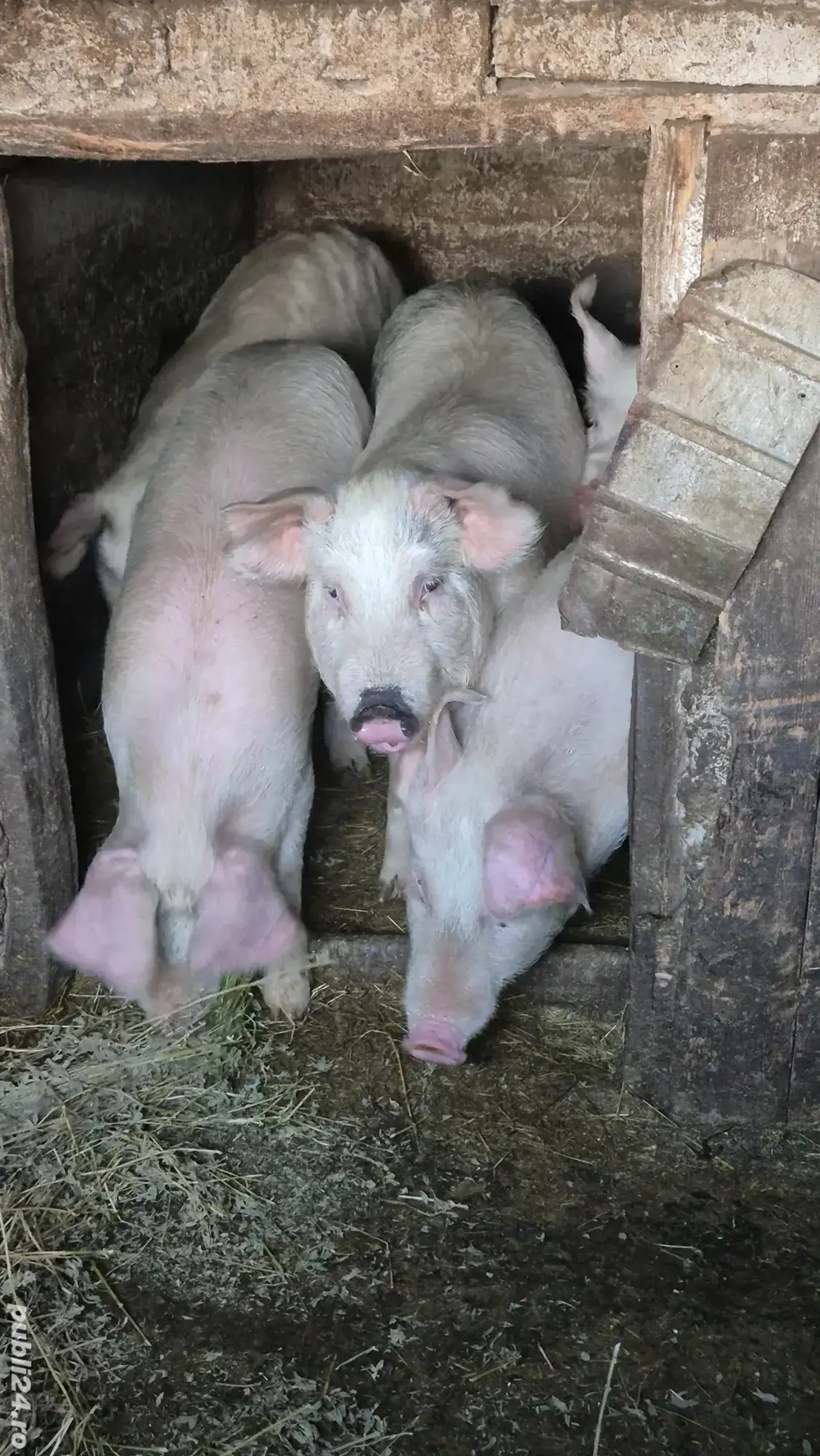 Vând purcei șoldani în INAND - BIHOR