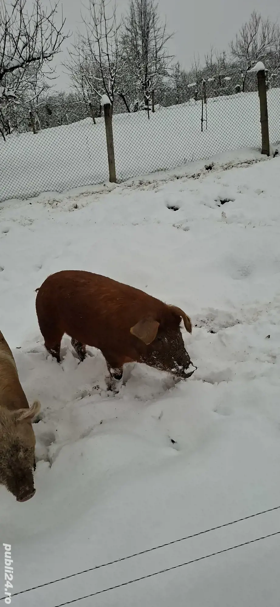 Purcea schimb cu gaini sau cereale