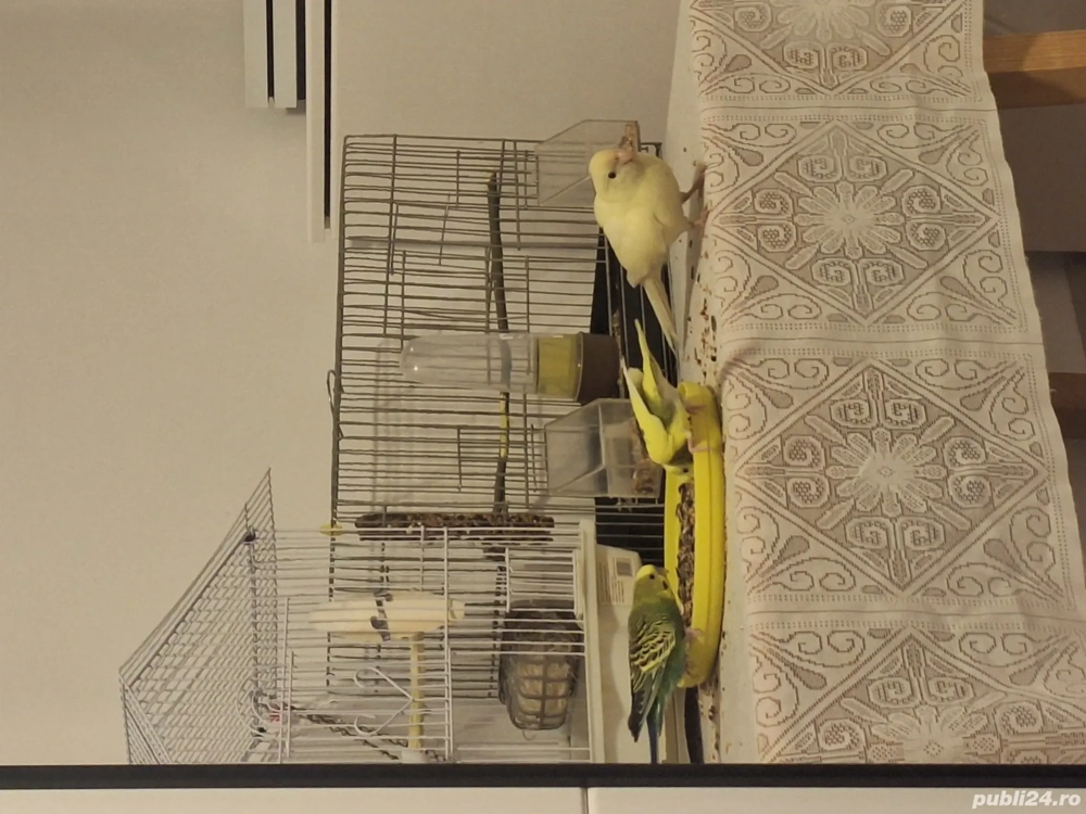 Vând papagal Kakariki