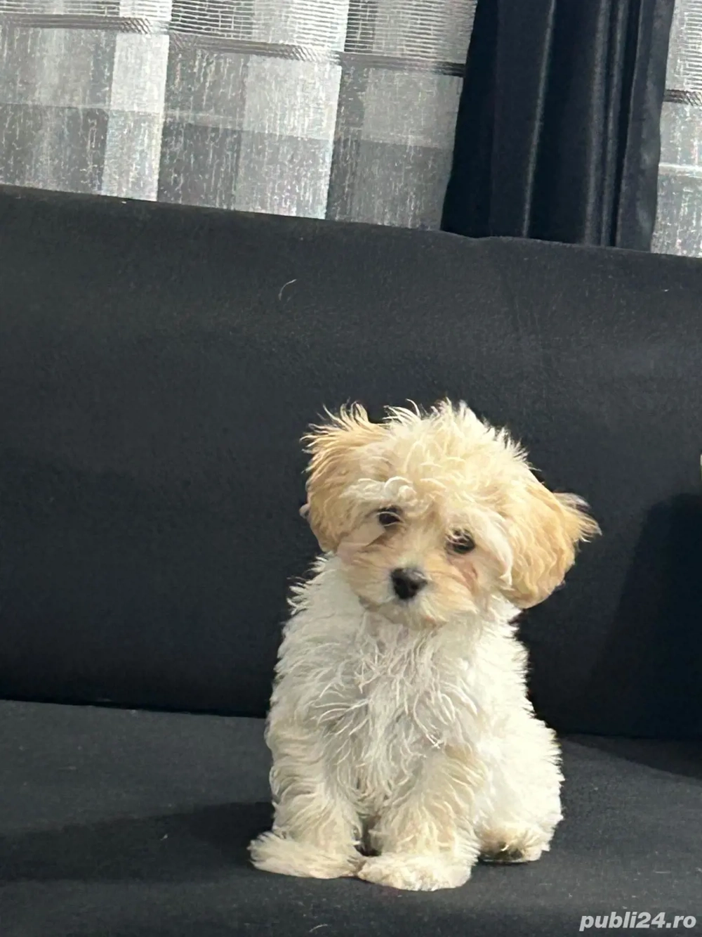 Bichon maltez fetiță 