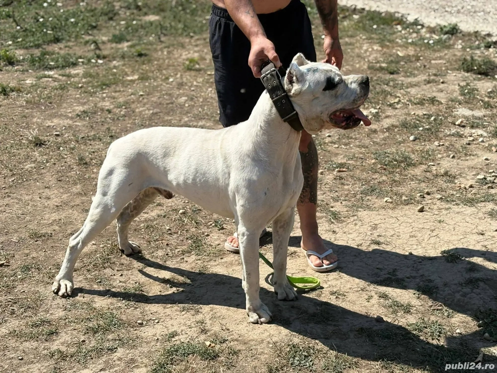 Mascul Dog argentinian cauta casa noua !