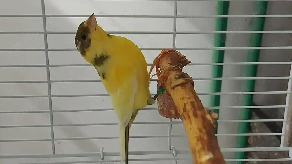 Canari 2025   porumbei satinati 2025