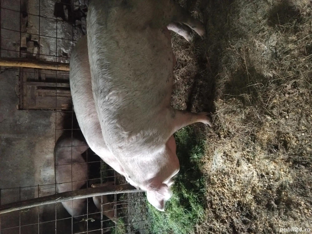 schimb cu strut african mascul 