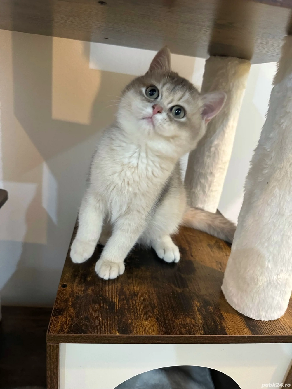 Fetița British Shorthair 