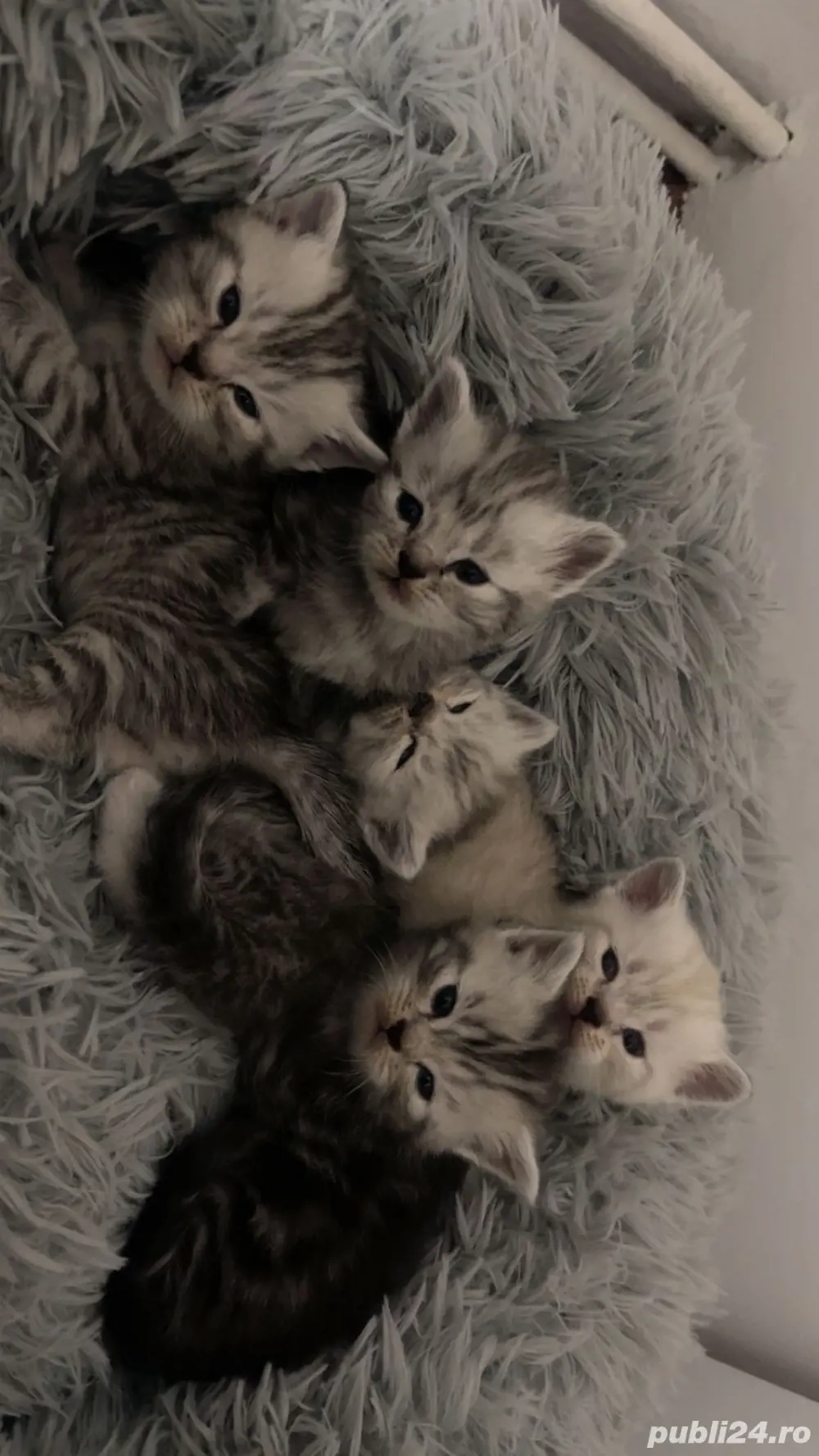 Pisici rasa British Shirthair Tabby si Point