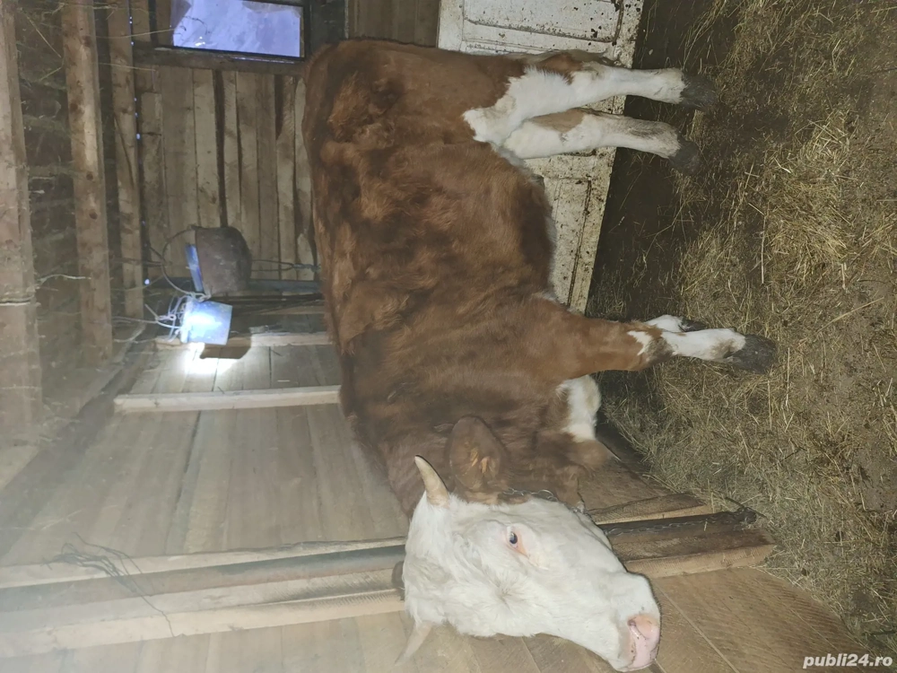 Vand vitea de un an baltata romaneasca