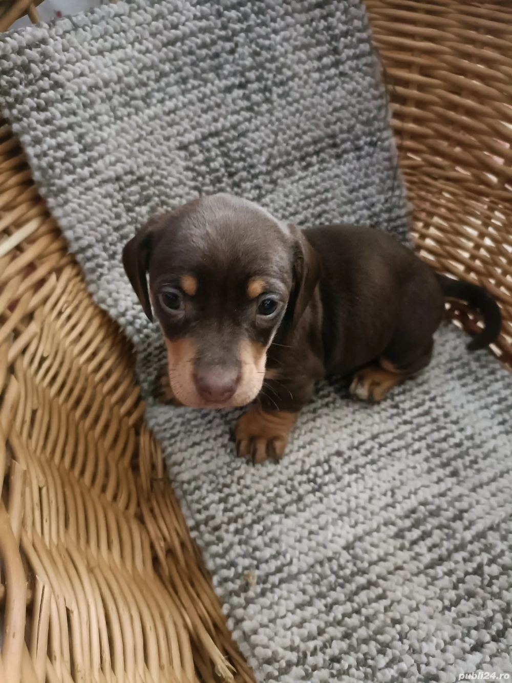 De vânzare puiuți Teckelvârstă o lună și jumătate cu deparazitare internă conform vârstei, cu pedigr