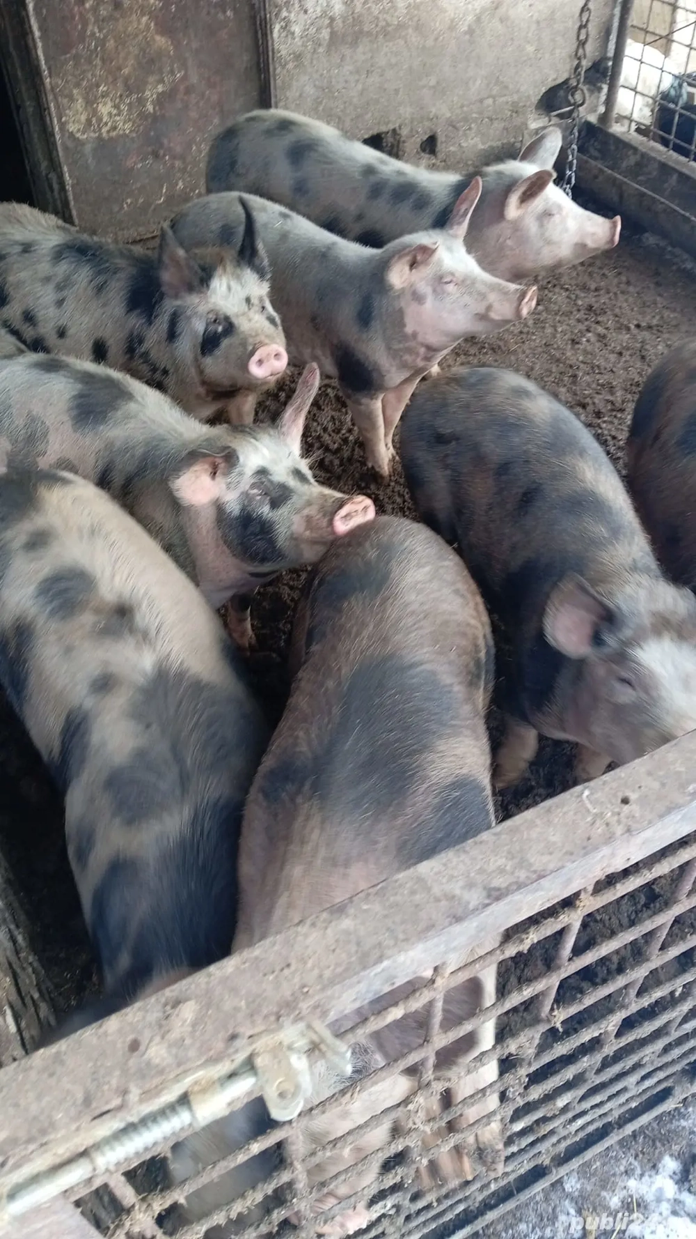 Șoldani pietrean de vînzare