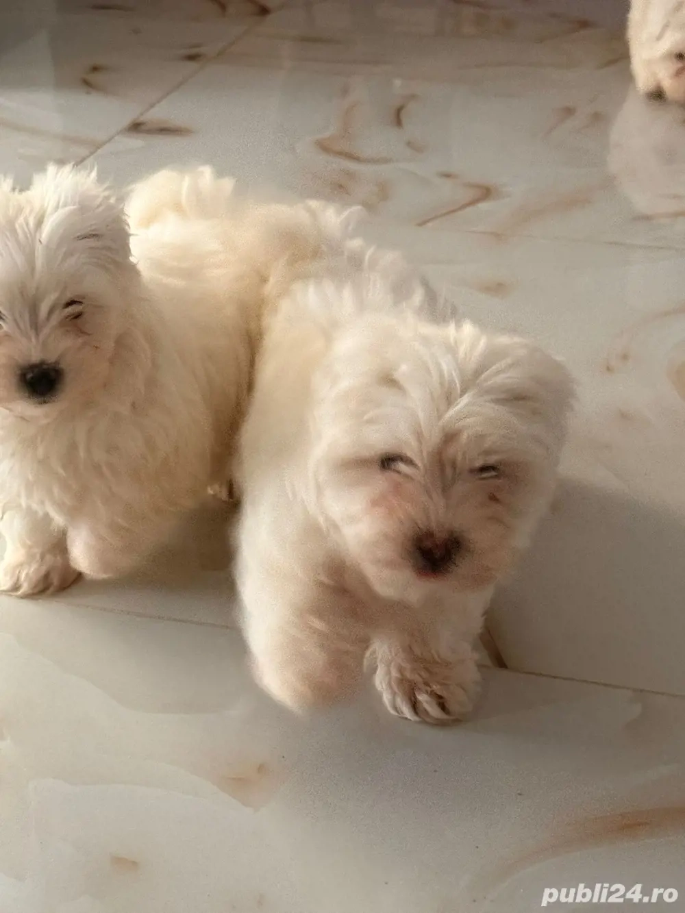 bichon maltez mini toy