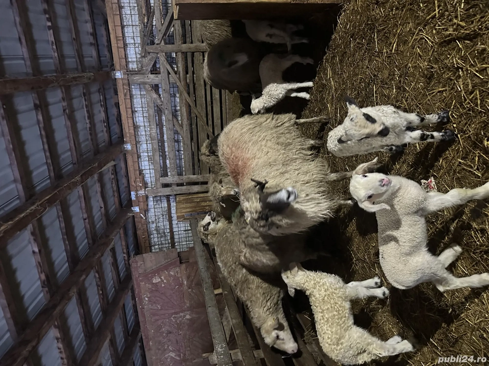 De vânzare oi cu miel 