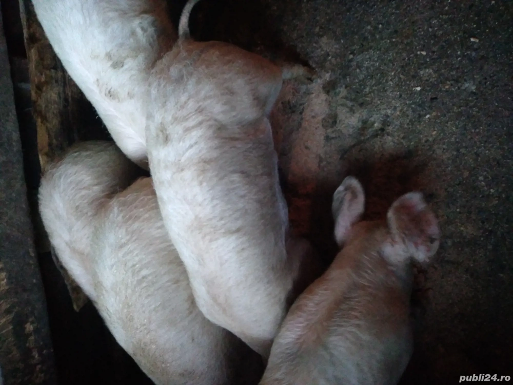 Vand purcei de 40-50kg