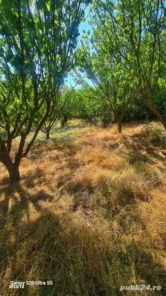 Livada in Potarnichea,com Topraisar