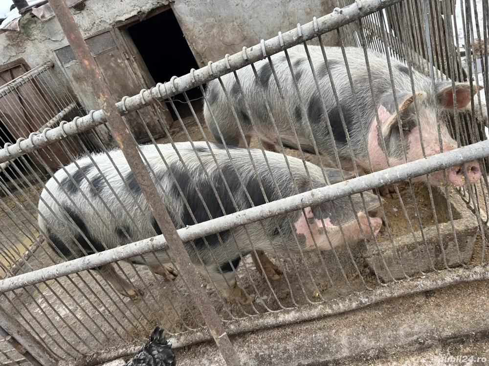 Vând porci diverse marimi