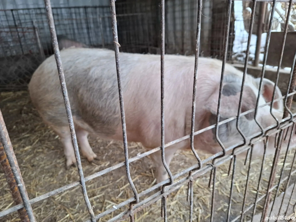 Porc de vânzare de 11 luni ,200kg