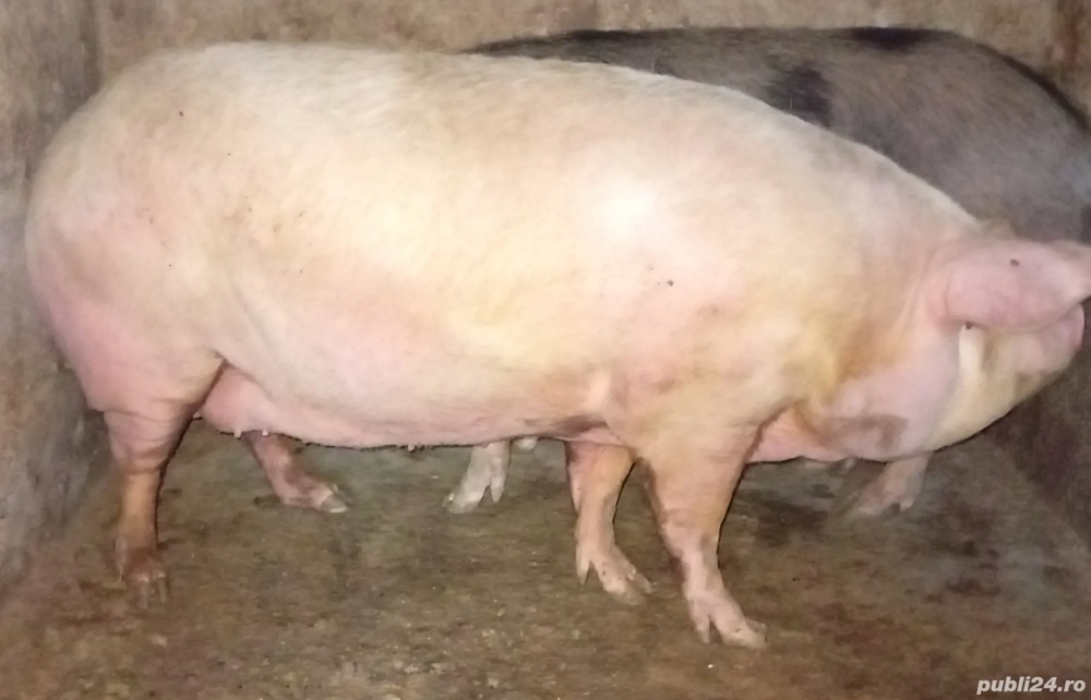 Porci de vanzare.                 