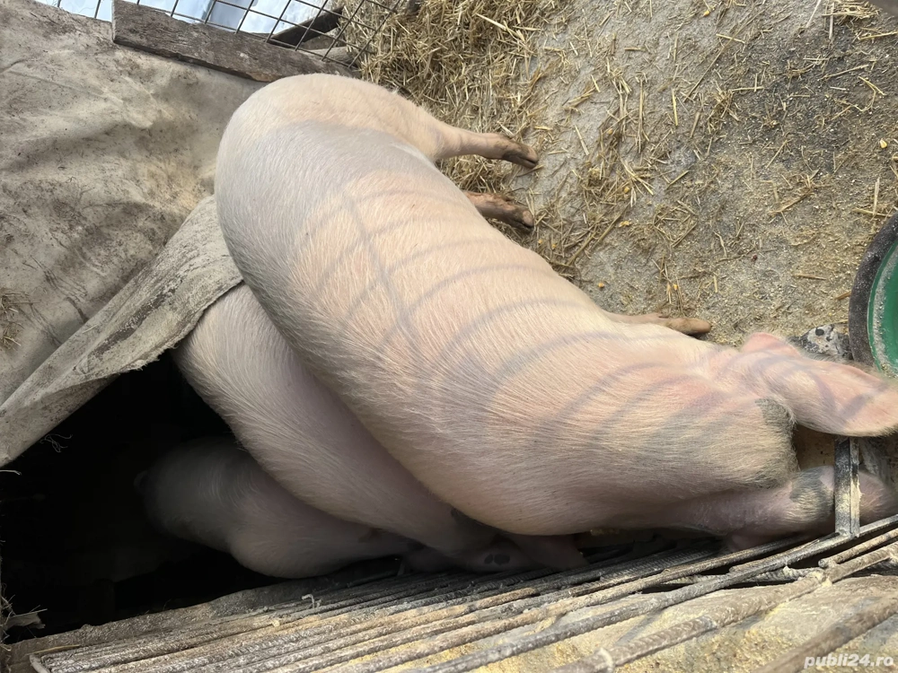 Vând doi porci pentru sacrificat 